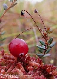 Attēlu rezultāti vaicājumam “Oxycoccus microcarpus”