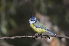 Attēlu rezultāti vaicājumam “Cyanistes caeruleus adult”