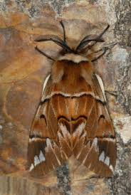 Attēlu rezultāti vaicājumam “Endromis versicolora”