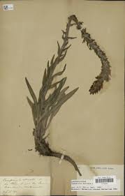 Image result for Campanula spicata