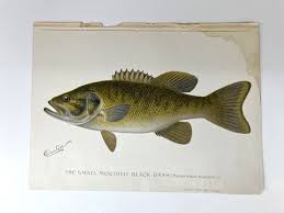 Image result for Micropterus dolomieu