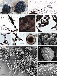 Attēlu rezultāti vaicājumam “Symphytocarpus sp.”