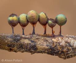 Attēlu rezultāti vaicājumam “Lamproderma ovoideum macro”