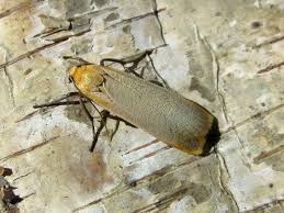 Attēlu rezultāti vaicājumam “Eilema depressa imago”