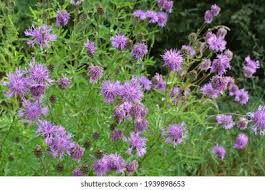 Attēlu rezultāti vaicājumam “Centaurea scabiosa leaf”