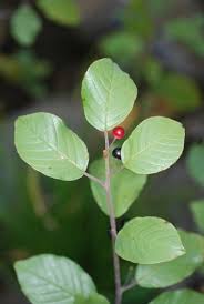 Attēlu rezultāti vaicājumam “Frangula alnus leaf”