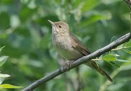 Image result for Locustella fluviatilis