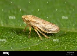 Attēlu rezultāti vaicājumam “Philaenus spumarius”