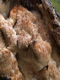 Attēlu rezultāti vaicājumam “Sarcodontia crocea”