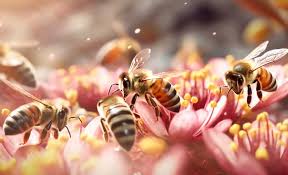 Image result for Boccia In Epsom & Ewell (Bees)