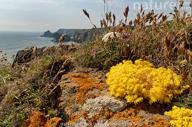 Attēlu rezultāti vaicājumam “Sedum acre flower”