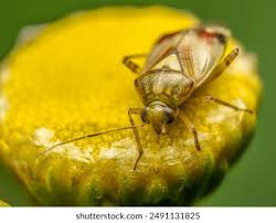 Attēlu rezultāti vaicājumam “Lygus pratensis imago”