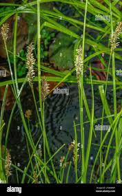 Attēlu rezultāti vaicājumam “Carex paniculata”