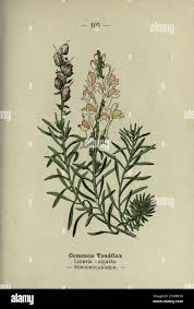 Attēlu rezultāti vaicājumam “Linaria vulgaris leaf”
