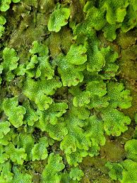 Attēlu rezultāti vaicājumam “Conocephalum salebrosum”