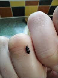 Attēlu rezultāti vaicājumam “Megatoma undata”