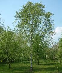 Attēlu rezultāti vaicājumam “Betula pendula”