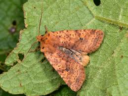 Attēlu rezultāti vaicājumam “Conistra rubiginea”