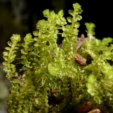 Attēlu rezultāti vaicājumam “Trilophozia quinquedentata”