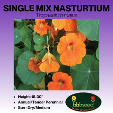 Attēlu rezultāti vaicājumam “Tropaeolum majus flower”
