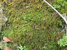 Attēlu rezultāti vaicājumam “Anomodon viticulosus”