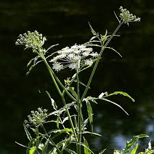 Attēlu rezultāti vaicājumam “Sium latifolium leaf”