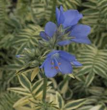 Attēlu rezultāti vaicājumam “Polemonium caeruleum fruit”
