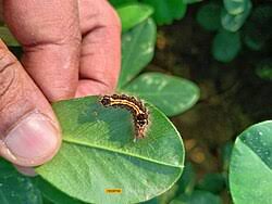 Attēlu rezultāti vaicājumam “Euproctis similis”