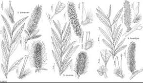 Attēlu rezultāti vaicājumam “Salix Vetrix”