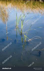 Attēlu rezultāti vaicājumam “Carex lasiocarpa fruit”