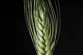 Attēlu rezultāti vaicājumam “Triticum aestivum”