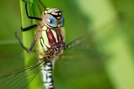 Attēlu rezultāti vaicājumam “Aeshna viridis”