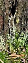 Attēlu rezultāti vaicājumam “Cladonia cornuta”