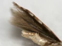 Attēlu rezultāti vaicājumam “Phyllonorycter apparella”