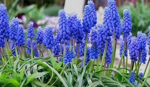Attēlu rezultāti vaicājumam “Muscari armeniacum flower”