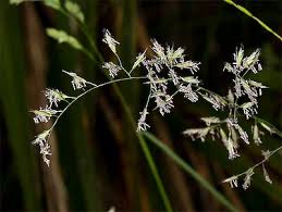 Attēlu rezultāti vaicājumam “Festuca rubra subsp. rubra”