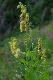 Image result for Digitalis grandiflora