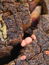 Attēlu rezultāti vaicājumam “Lycogala confusum spores”