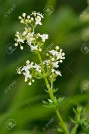 Attēlu rezultāti vaicājumam “Galium album”