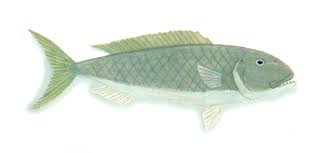 Image result for Aprion virescens