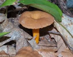 Attēlu rezultāti vaicājumam “Cantharellus lutescens”