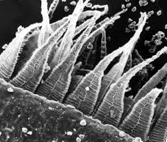 Attēlu rezultāti vaicājumam “Platydictya jungermannioides macro”