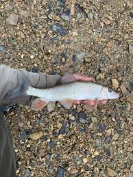 Image result for Moxostoma duquesnei