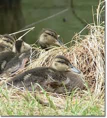 Attēlu rezultāti vaicājumam “Anas platyrhynchos juvenile”