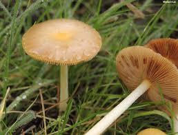 Attēlu rezultāti vaicājumam “Bolbitius vitellinus”