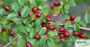 Attēlu rezultāti vaicājumam “Cotoneaster divaricatus fruit”
