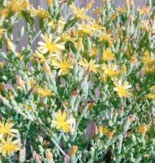 Attēlu rezultāti vaicājumam “Lactuca sativa flower”