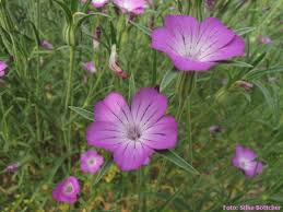 Image result for Kornrade