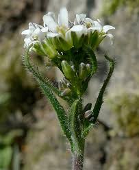 Attēlu rezultāti vaicājumam “Arabis hirsuta flower”