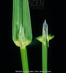 Attēlu rezultāti vaicājumam “Poa trivialis leaf”